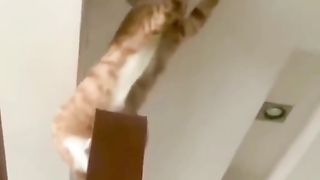 Kocheng Oyen Sedang Perbaiki Lampu Rumah