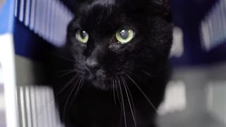 A yellow-eyed black cat with a beautiful voice. Don't be afraid!