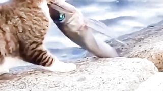Cats fishing