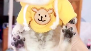 Feline Fun: Watch These Hilarious Cat Videos For A Good Laugh!