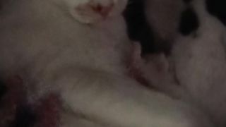 Kittens