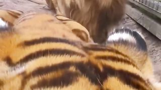 Animals