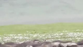 Animals