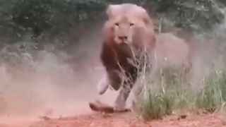 Animals