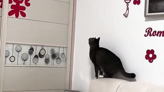 Cat jumping