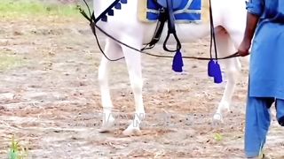 #foryou#febspotvedio #Foryoupage #trending #horselover #horse #500k #fyp #1M #impres.22 #foryou#treding#horses@vedios