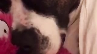 The dog is snoring