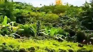 Amazing peacock