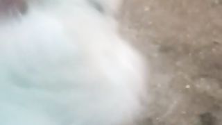 Do you like chicken