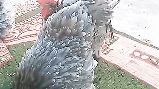 Bantam black
