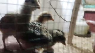 I am a little chicken