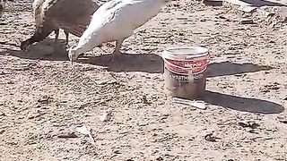White and brown ?