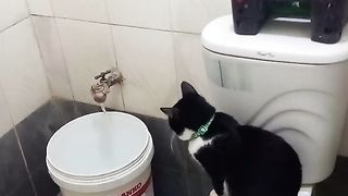 my cat watching water