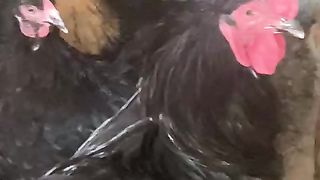 The feathers of a bantam