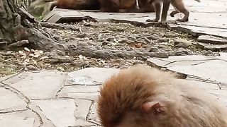 spoiled baby monkey with its mother
