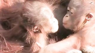 Orangutan mother gives birth to two cute cubs