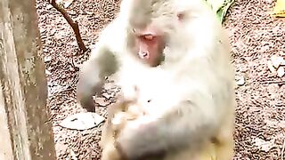 Crazy monkey mother, her child can't breastfeed
