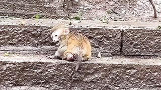 baby monkey crying looking for his mother