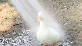 Duck Taking Shower
