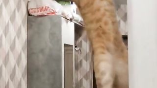 cute cat funny - part 4