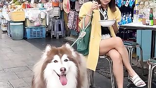 The Husky Dog