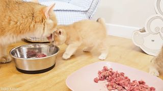 It's time for a hearty dinner for hungry kittens ????