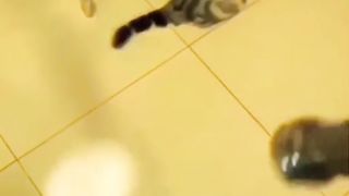 funny cats compilation ????????????????
