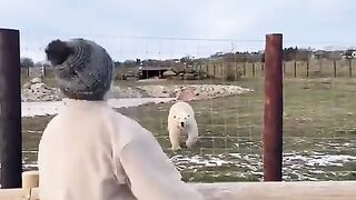 Polar bear