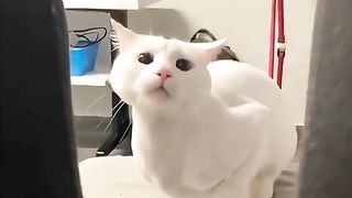 Funny cats
