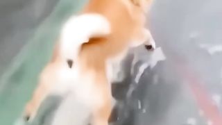 Funny dogs