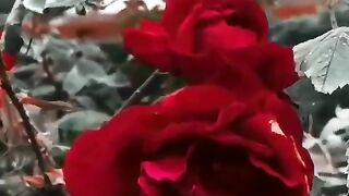 Sad song