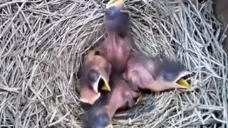 A complete video from making a zoo to laying eggs and hatching