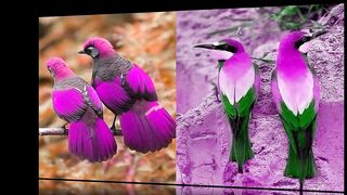 Beautiful Birds Around The Wonder World