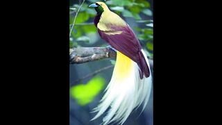 Most Beautiful Birds in the World