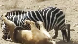 Animals figth