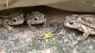 Frog ☠️