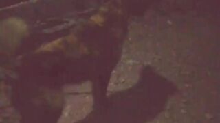 Most dangrouse dogs
