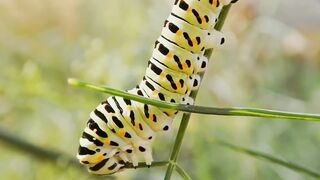 incredible nature and wild life