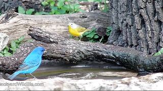 Beautiful Birds An Indigo Bunting and 2 Nashville Warblers