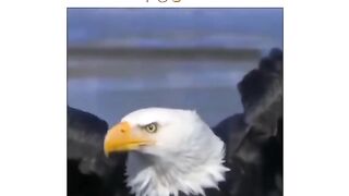 Eagle life
