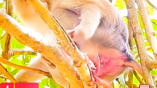 Monkey give baby birth