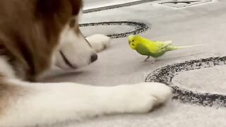 >>>>>>.......Cute Dog with small parrot....<<<<<<<<