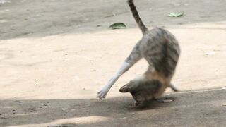 Funny Animals