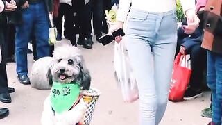 Intelligent Dog