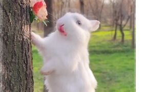 Beautiful rabbit