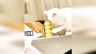 Cat Funny Videos.