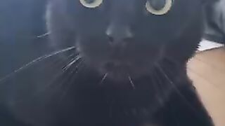 Cat fight