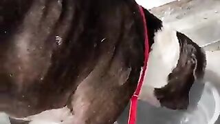 Dog fighting
