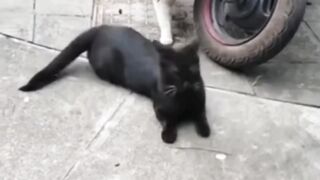Funny ANIMALS