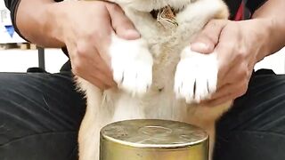 Funny Animais